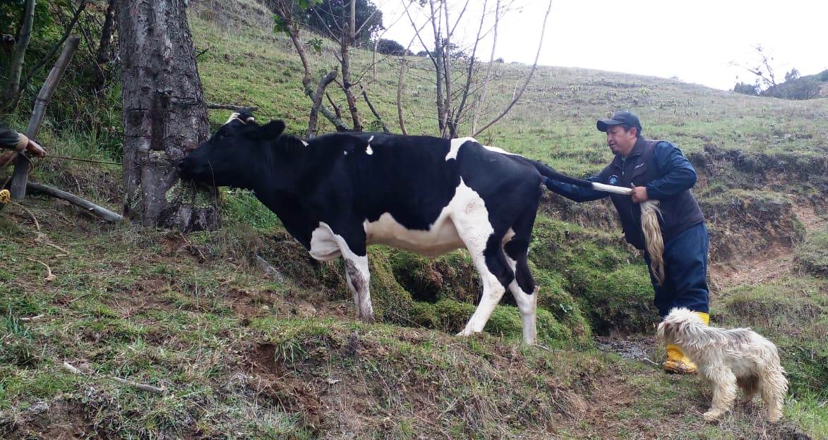 Agricultura_CZ7's tweet photo. #Loja | Realizamos una campaña sanitaria integral en la parroquia #Gualel, en coordinación del GAD Parroquial y 10 técnicos del MAG. Se aplicaron tratamientos como antiparasitarios, vitaminas y minerales para fortalecer la salud del ganado y mejorar la productividad. https://t.co/bHxi4TGxNs