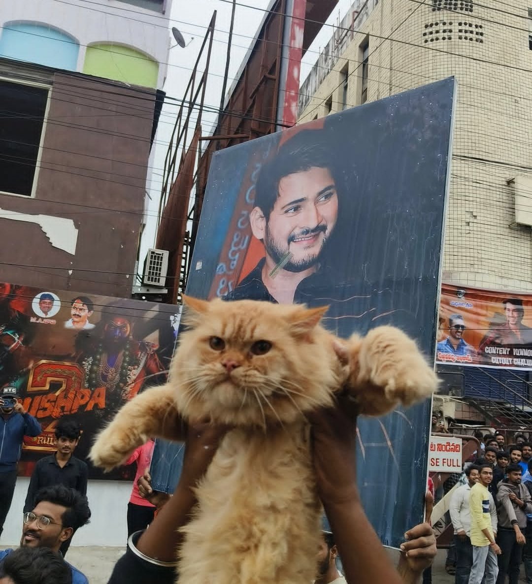 ndlwarrior's tweet image. ఈరోజు #Musafa The Lion King సినిమా విడుదల అయినది.
 మన తెలుగు రాష్ట్రంలో ఉన్న @urstrulyMahesh  గారి అభిమానులు మరియు నార్త్ లో ఉన్న @iamsrk గారి అభిమానులు. కేవలం తన హీరోలు వాయిస్ అందించినందువలన థియేటర్లన్నీ దద్దరిల్లిపోయినాయి.  

@JoySRKian_2 @pritesh
