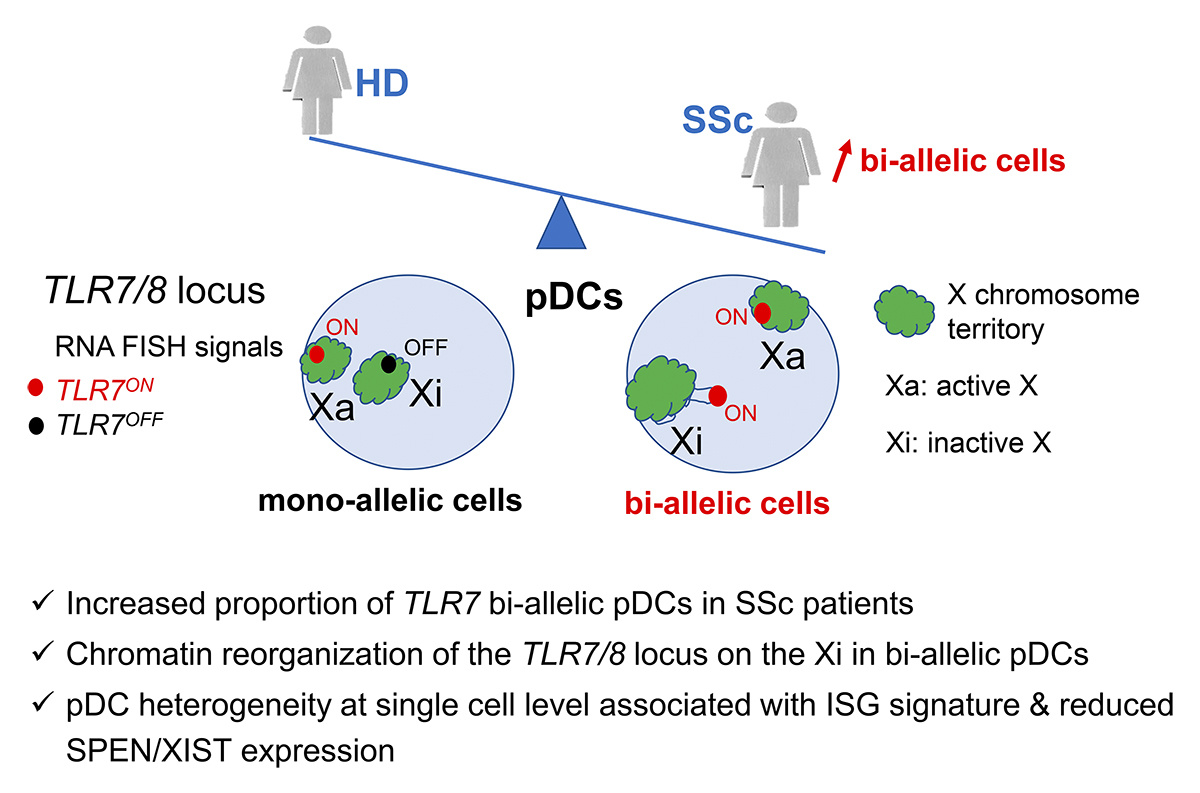 Journal of Experimental Medicine (@jexpmed) on Twitter photo Altered X-chromosome inactivation of the TLR7/8 locus and heterogeneity of pDCs in systemic sclerosis. New study by Yong Du, Bérénice Faz-Lopez, Jean-Charles Guéry (<a href="/CharlesGuery/">GUERY Jean-Charles</a>) <a href="/Univ_Toulouse/">Université de Toulouse</a>, Franck Barrat <a href="/HSpecialSurgery/">Hospital for Special Surgery (HSS)</a> and colleagues: hubs.ly/Q02_C96b0
#Autoimmunity Altered X-chromosome inactivation of the TLR7/8 locus and heterogeneity of pDCs in systemic sclerosis. New study by Yong Du, Bérénice Faz-Lopez, Jean-Charles Guéry (<a href="/CharlesGuery/">GUERY Jean-Charles</a>) <a href="/Univ_Toulouse/">Université de Toulouse</a>, Franck Barrat <a href="/HSpecialSurgery/">Hospital for Special Surgery (HSS)</a> and colleagues: hubs.ly/Q02_C96b0
#Autoimmunity
