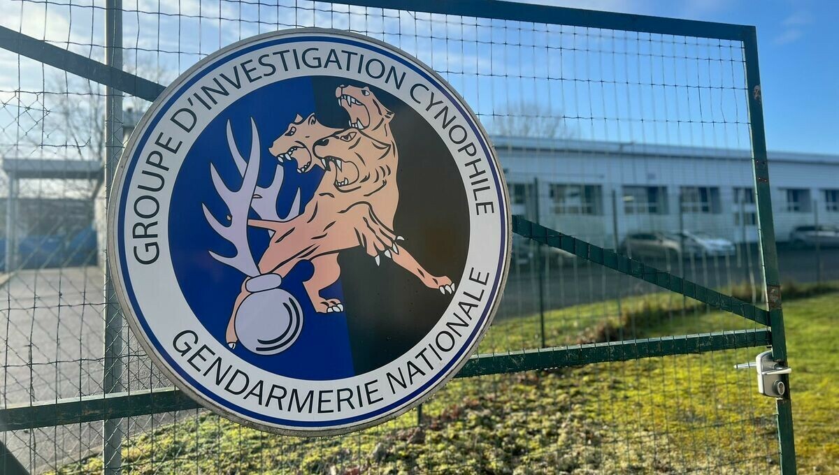 Au groupement d'investigation cynophile de Limoges, les chiens sont "un appui indispensable" aux missions des gendarmes

➡️ l.francebleu.fr/xOj6