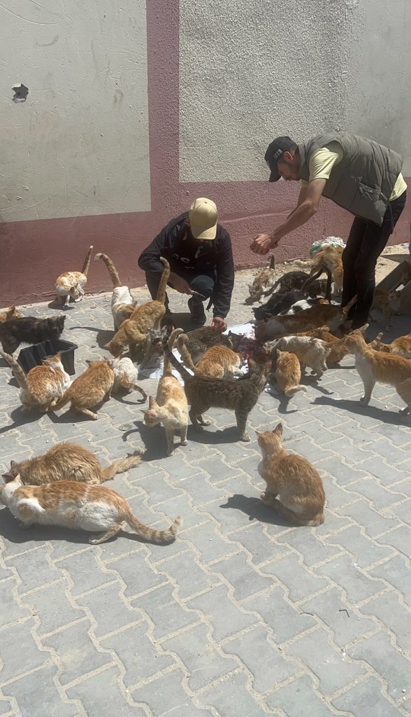 RescueCare's tweet photo. Dear friends😿🫶🏻, in my city of Gaza, abandoned animals are in dire need of our help. The supplies at the shelter have run out, and I can't provide enough food and care for them on my own. Please help and donate to save our innocent animals. The more you help us, the better chance these cute creatures will have to survive. Share compassion and care! 🐾🆘💕
PayPal: https://t.co/Lzv7nazr6v
GFM: https://t.co/MKk58SRPaQ
 #SaveAnimal #Gaza
