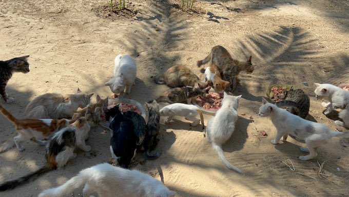 RescueCare's tweet photo. Dear friends😿🫶🏻, in my city of Gaza, abandoned animals are in dire need of our help. The supplies at the shelter have run out, and I can't provide enough food and care for them on my own. Please help and donate to save our innocent animals. The more you help us, the better chance these cute creatures will have to survive. Share compassion and care! 🐾🆘💕
PayPal: https://t.co/Lzv7nazr6v
GFM: https://t.co/MKk58SRPaQ
 #SaveAnimal #Gaza