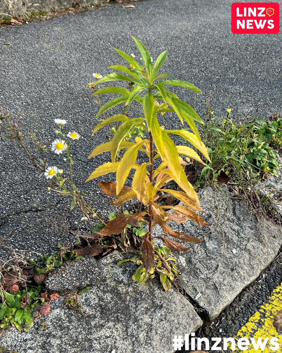 linzdotnews's tweet image. 🌈 Spotted
🤔 Ist das eine Regenbogenpflanze?
🍂 Spätherbst am Straßenrand!
📸 Leserfoto

#spätherbst #spotted #linz #linznews #streetlife