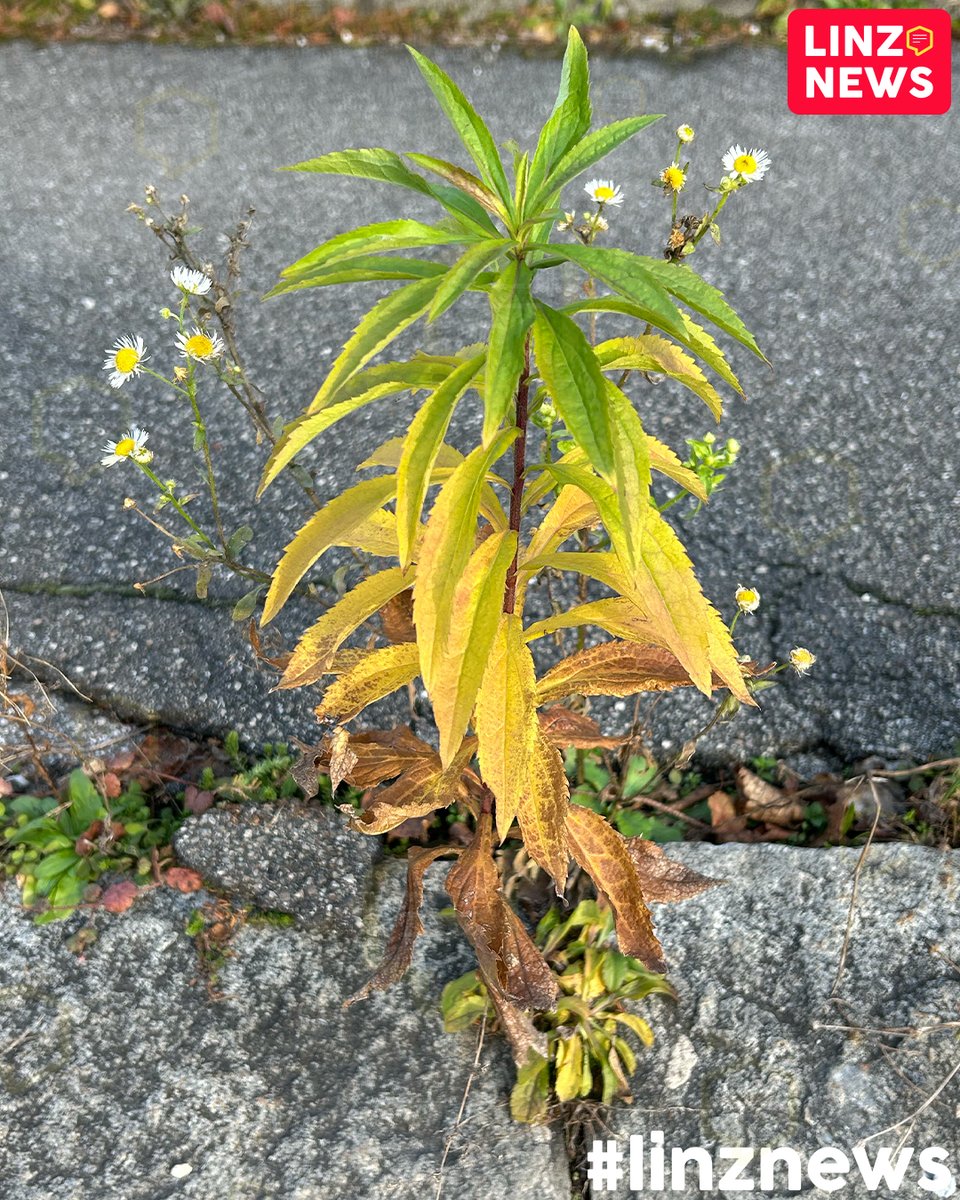 linzdotnews's tweet image. 🌈 Spotted
🤔 Ist das eine Regenbogenpflanze?
🍂 Spätherbst am Straßenrand!
📸 Leserfoto

#spätherbst #spotted #linz #linznews #streetlife