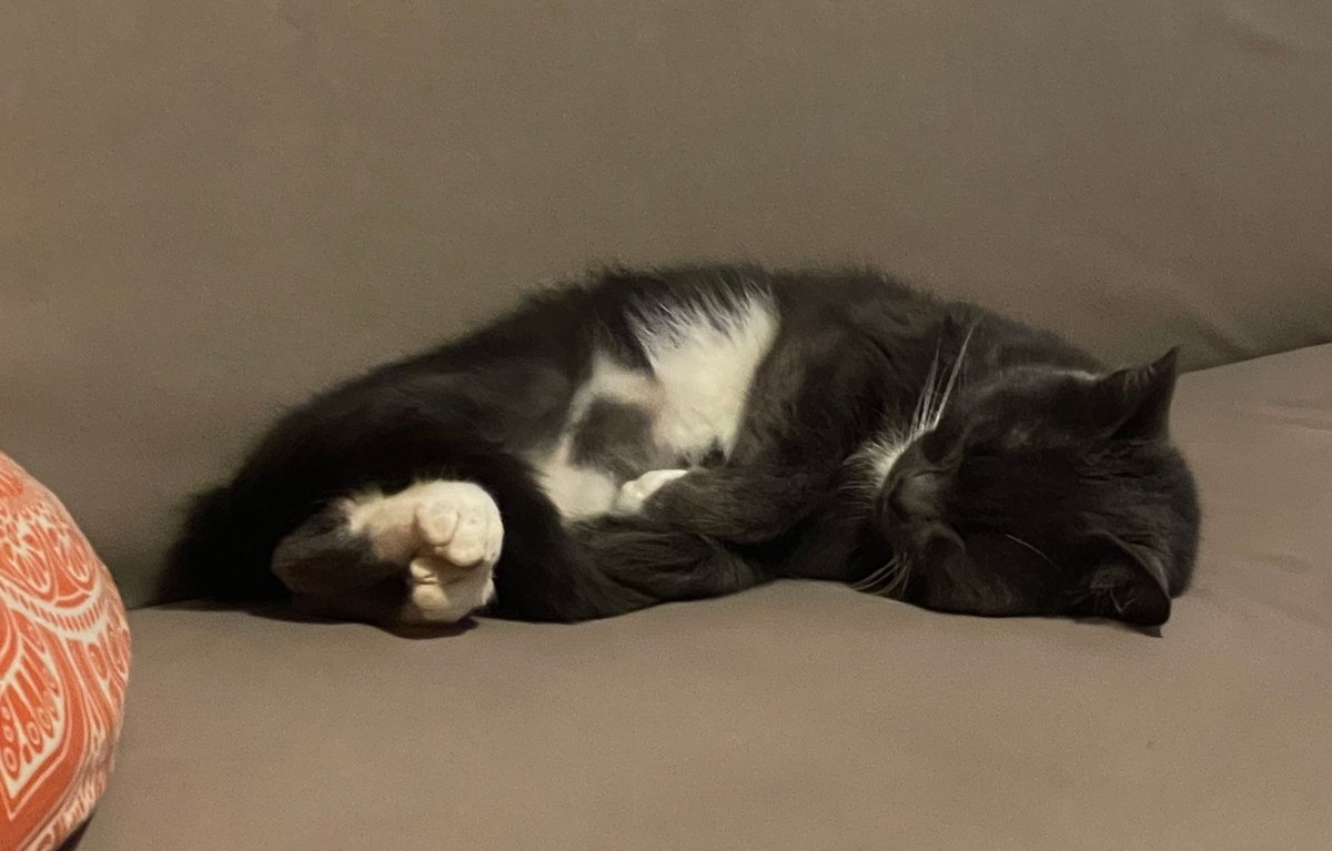 nickluckham's tweet image. Here we see the cat in her natural state of being overfed and asleep. Look at her little feets :)