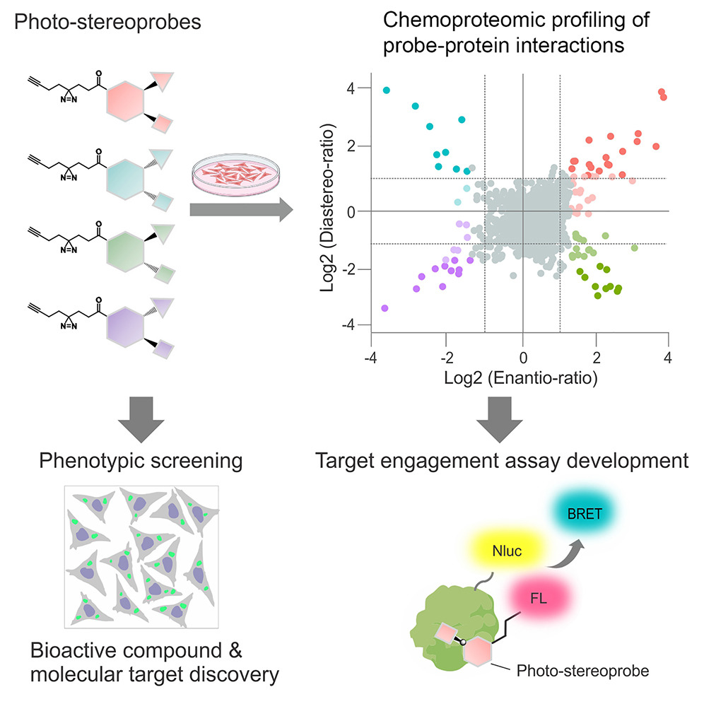 CellChemicalBiology (@cellchembiol) on Twitter photo #Technology Chemical tools to expand the ligandable proteome: Diversity-oriented synthesis-based photoreactive stereoprobes by <a href="/d_ogasa/">Daisuke Ogasawara</a>, <a href="/brumelillo/">Bruno Melillo</a>, <a href="/bencravatt/">Ben Cravatt</a> at <a href="/scrippsresearch/">Scripps Research</a> <a href="/broadinstitute/">Broad Institute</a> <a href="/harvardmed/">Harvard Medical School</a> <a href="/MassGeneralNews/">MassGeneral News</a> dlvr.it/TGwBK2 #Technology Chemical tools to expand the ligandable proteome: Diversity-oriented synthesis-based photoreactive stereoprobes by <a href="/d_ogasa/">Daisuke Ogasawara</a>, <a href="/brumelillo/">Bruno Melillo</a>, <a href="/bencravatt/">Ben Cravatt</a> at <a href="/scrippsresearch/">Scripps Research</a> <a href="/broadinstitute/">Broad Institute</a> <a href="/harvardmed/">Harvard Medical School</a> <a href="/MassGeneralNews/">MassGeneral News</a> dlvr.it/TGwBK2