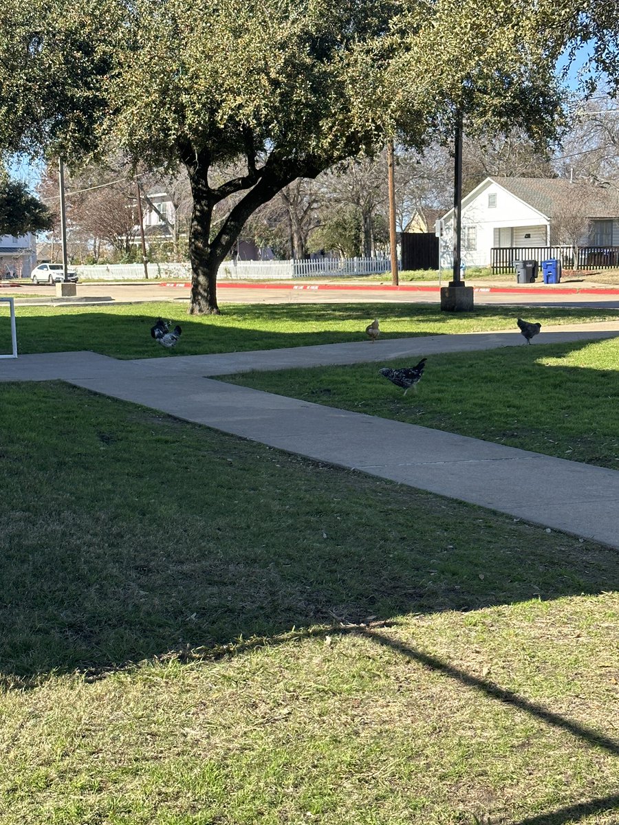 We got to watch chickens graze at recess! I love our school community. #finchfalcons
