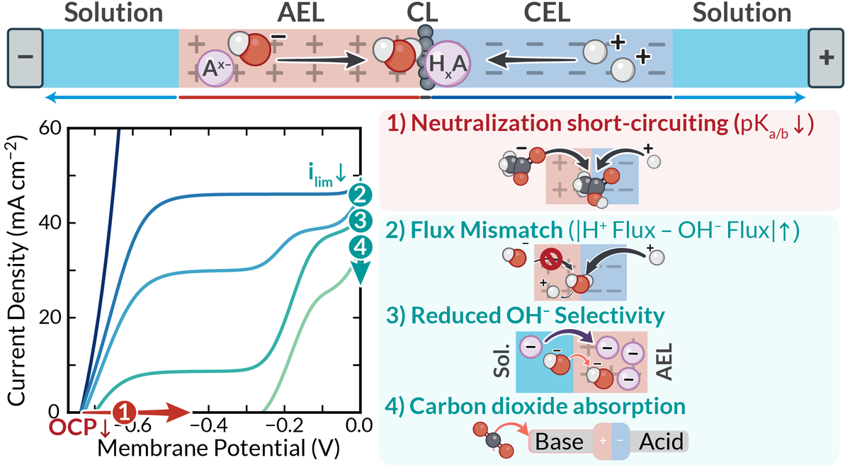My final first author paper, a collaborative study with <a href="/surendranathlab/">bsky.app/profile/interphases.org</a> on the importance of ion-management in forward-biased bipolar membranes ➕➖, is now published in <a href="/NatChemEng/">Nature Chemical Engineering</a>! 

Read here: rdcu.be/d4hPk

🧵 below with more detail!

#Electrochemistry #Membranes