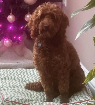 millypod1's tweet photo. 🆘19 DEC 2024 #Lost RUBY #ScanMe
Ruby is a Rescue and will be very scared😢
YOUNG Red Poodle Cross Female
#March #Cambridgeshire #PE15 https://t.co/jT4gjI6fjd https://t.co/mykzZmAEWj