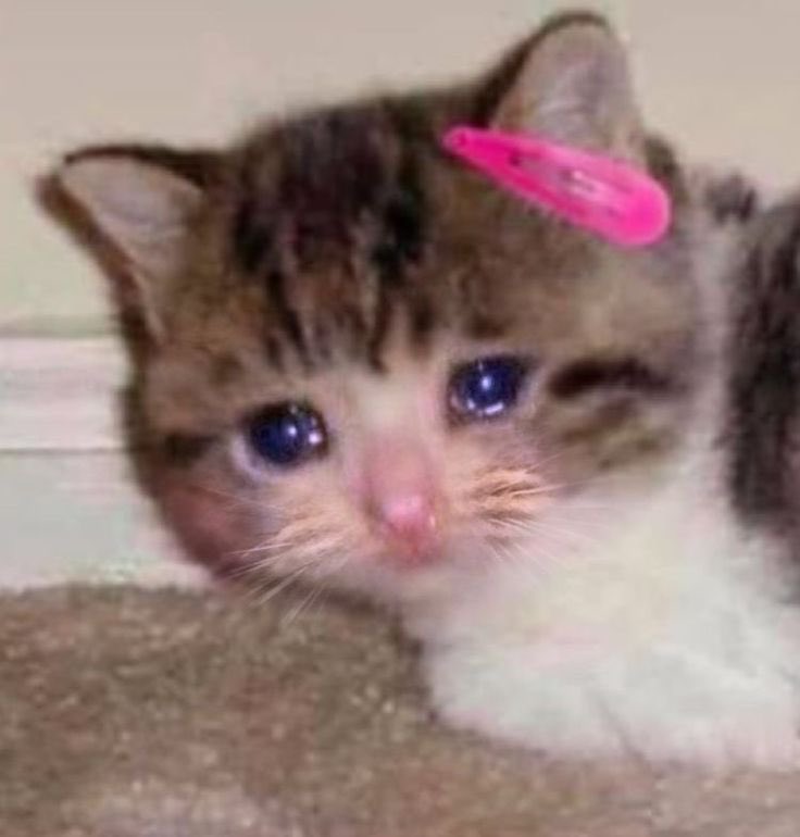 luizonzon's tweet photo. mon gars qui va nourrir les chats errants même quand je suis pas là … https://t.co/v69tdwKS7s