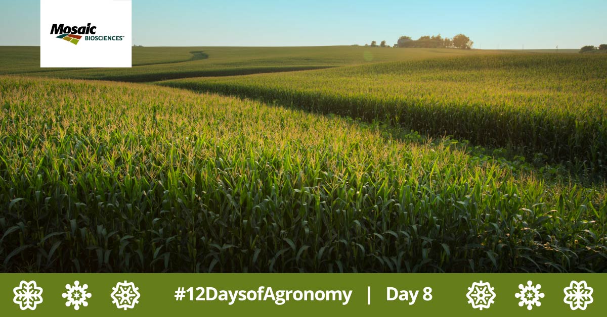Crop_Nutrition's tweet image. We’re committed to rigorously testing our products around North America by growers and ag retailers every year. Take a look into two trials, one #BioPath trial in IL and one trial of #PowerCoat in Canada, to see what our partners found 👀 bit.ly/3DySCrK #12DaysofAgronomy