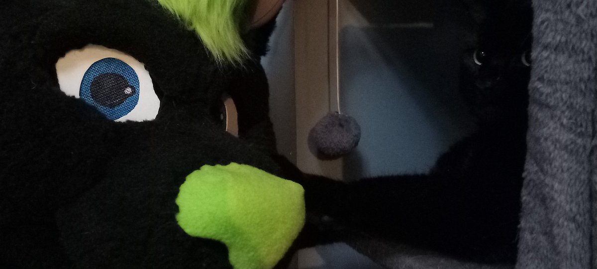 SilverReed3's tweet photo. I'm jumping on the band wagon with some clumsy photos and a small video for my last #FursuitFriday before Christmas! 

Shout out to my co-star and cat, Lucifer. (Or Lu-Lu as we often call him) You rocked it! 😆 https://t.co/LCjFZkBwpU