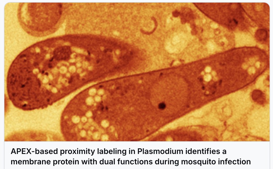 Freddy Frischknecht (@frischknechtlab) on Twitter photo I am now at @freddyfrischknecht.bsky.social. But wanted to share a last wish granted: I always wanted to name a protein after a Greek goddess or nymph and here we go: journals.plos.org/plospathogens/… 
Happy holidays everyone I am now at @freddyfrischknecht.bsky.social. But wanted to share a last wish granted: I always wanted to name a protein after a Greek goddess or nymph and here we go: journals.plos.org/plospathogens/… 
Happy holidays everyone