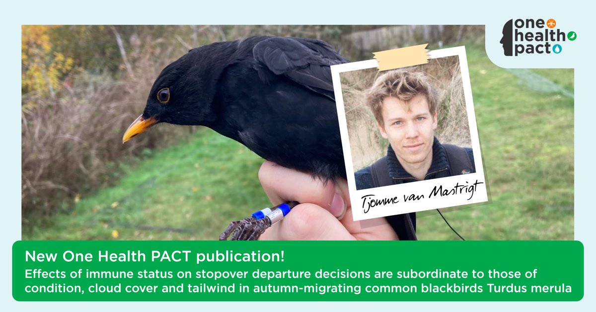 One Health PACT (@onehealthpact) on Twitter photo 📖One Health PACT Publication! <a href="/TjommeM/">Tjomme van Mastrigt</a> researched: “Effects of immune status on stopover departure decisions are subordinate to those of condition, cloud cover and tailwind in autumn-migrating common blackbirds Turdus merula.”
Read more via: bit.ly/41QPUIa 📖One Health PACT Publication! <a href="/TjommeM/">Tjomme van Mastrigt</a> researched: “Effects of immune status on stopover departure decisions are subordinate to those of condition, cloud cover and tailwind in autumn-migrating common blackbirds Turdus merula.”
Read more via: bit.ly/41QPUIa