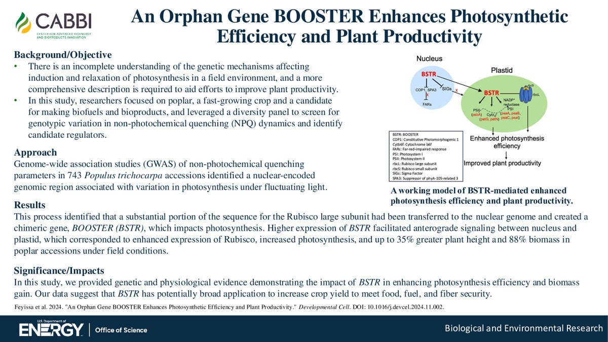 CABBI (@cabbibio) on Twitter photo This CABBI-CBI study provided genetic and physiological evidence demonstrating the impact of the BOOSTER gene in enhancing #photosynthesis efficiency and biomass gain, with potential applications for food, fuel and fiber security.
📰 sciencedirect.com/science/articl… This CABBI-CBI study provided genetic and physiological evidence demonstrating the impact of the BOOSTER gene in enhancing #photosynthesis efficiency and biomass gain, with potential applications for food, fuel and fiber security.
📰 sciencedirect.com/science/articl…