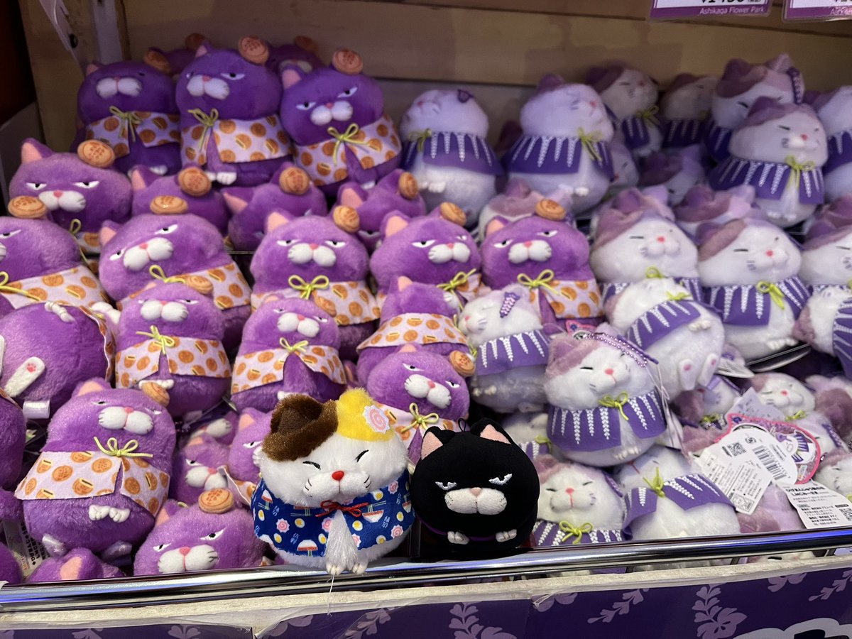 新しい子たちみっけあん🥰❤️ 黒豆ちゃんがにゃんと むらさき色に