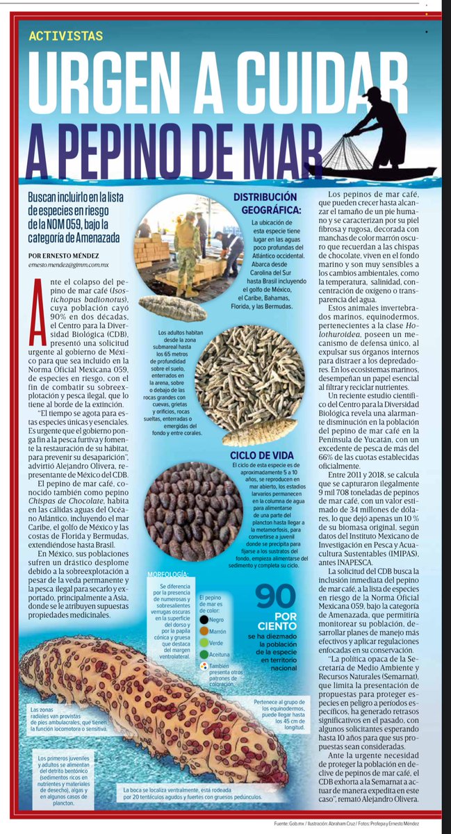 ernesto_mendez's tweet photo. Piden cuidar al #PepinoDeMar "Chispas de Chocolate", sólo queda 10% de su población en México.
Buscan incluirlo en la lista de especies en riesgo de la #NOM059, bajo la categoría de Amenazada
Vía @Excelsior
📰 https://t.co/BMbrkhhyVa https://t.co/4uxT2YNuN0