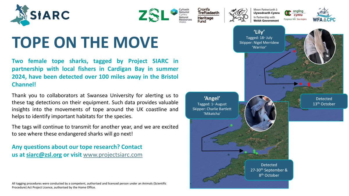 SIARC (@projectsiarc) on Twitter photo 🦈 Tope Tracking Update!
2 female tope sharks, tagged in Cardigan Bay this summer, have been detected 100+ miles away in the Bristol Channel!
Thanks to <a href="/SwanseaUni/">Swansea University</a> for alerting us to the detections, helping to learn more about tope movements around the UK coastline. 🦈 Tope Tracking Update!
2 female tope sharks, tagged in Cardigan Bay this summer, have been detected 100+ miles away in the Bristol Channel!
Thanks to <a href="/SwanseaUni/">Swansea University</a> for alerting us to the detections, helping to learn more about tope movements around the UK coastline.