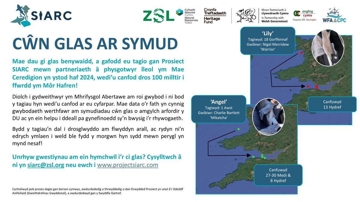 SIARC (@projectsiarc) on Twitter photo 🦈 Mae dau gi glas benywaidd, a gafodd eu tagio ym Mae Ceredigion yr haf hwn wedi’u canfod 100+ milltir i ffwrdd ym Môr Hafren!
Diolch i <a href="/Prif_Abertawe/">Prifysgol Abertawe</a> am roi gwybod i ni fod y tagiau wedi’u canfod, sy’n ein helpu i ddeall mwy am symudiadau cŵn glas o amgylch arfordir y DU. 🦈 Mae dau gi glas benywaidd, a gafodd eu tagio ym Mae Ceredigion yr haf hwn wedi’u canfod 100+ milltir i ffwrdd ym Môr Hafren!
Diolch i <a href="/Prif_Abertawe/">Prifysgol Abertawe</a> am roi gwybod i ni fod y tagiau wedi’u canfod, sy’n ein helpu i ddeall mwy am symudiadau cŵn glas o amgylch arfordir y DU.