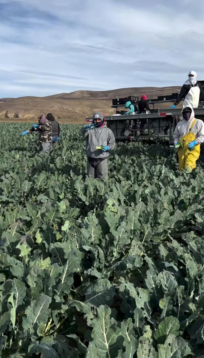 UFWupdates's tweet image. It was drizzling in Salinas CA, however workers like Manuel continue working harvesting broccoli. They wear chaps or rubber rain pants in order to avoid getting wet. It's not easy working in a windy damp field  when the weather is like this. #WeFeedYou