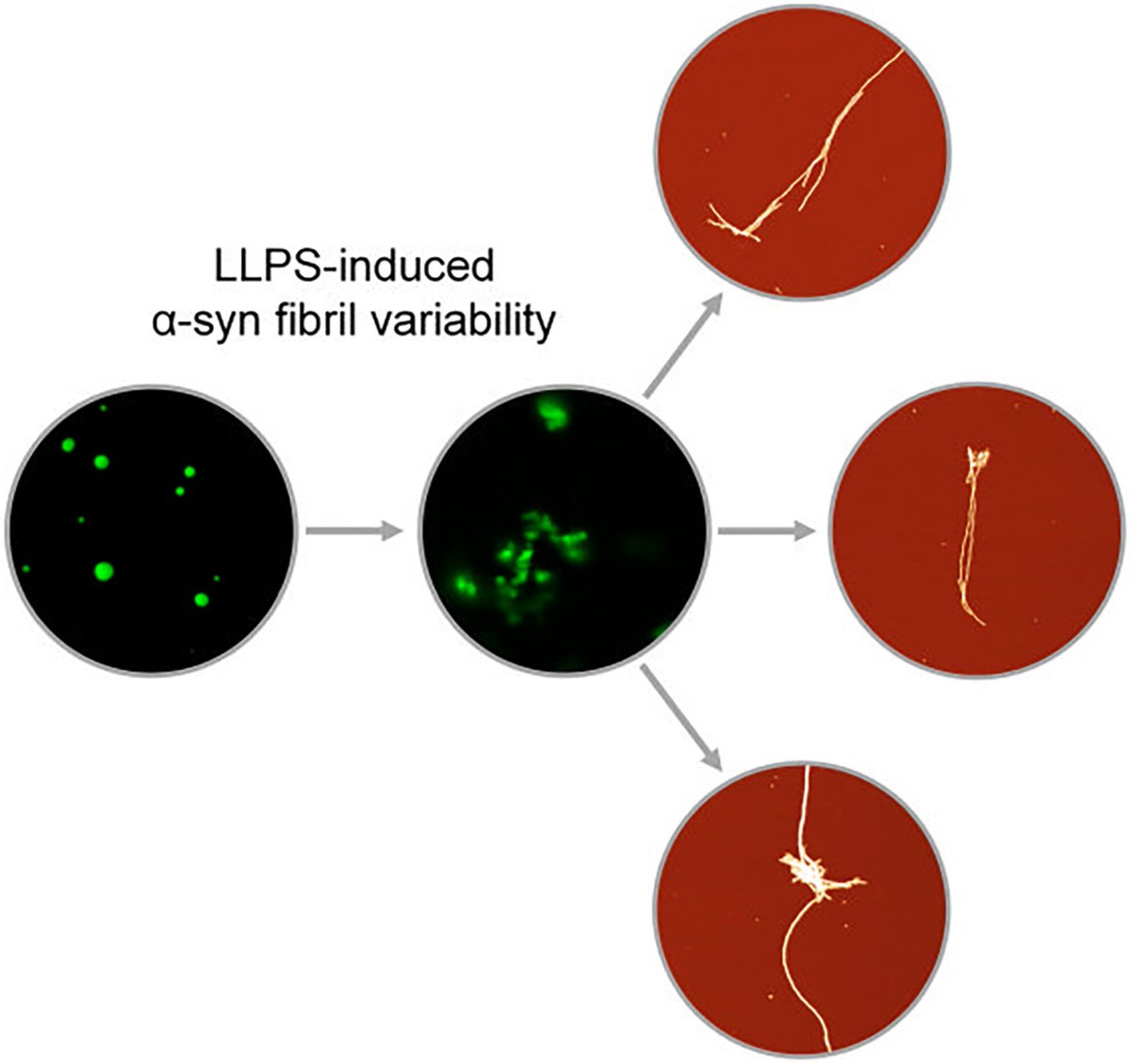 FEBSJournal's tweet image. Taking a temporary break from tucking into mince pies, lebkuchen & panettone? 😋
Tuck into today’s #festiveFEBSJ #Editorschoice instead:
Ziaunys & team explored alpha-synuclein #aggregation with important implications for disease-related #fibril formation:…