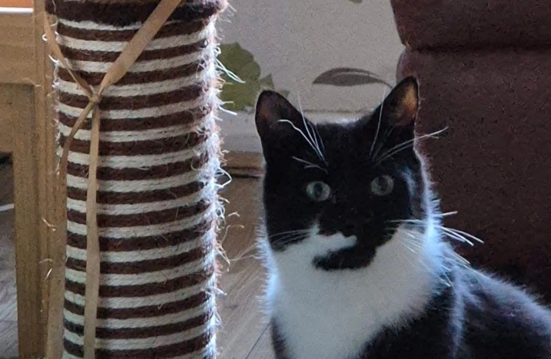 rachymather's tweet photo. @RoyalMail have any of your drivers accidentally had a cat jump in their van this week? My mums cat Bruce has gone missing last seen Monday 16th December from DN21 Lincolnshire https://t.co/k8WKhIn90e