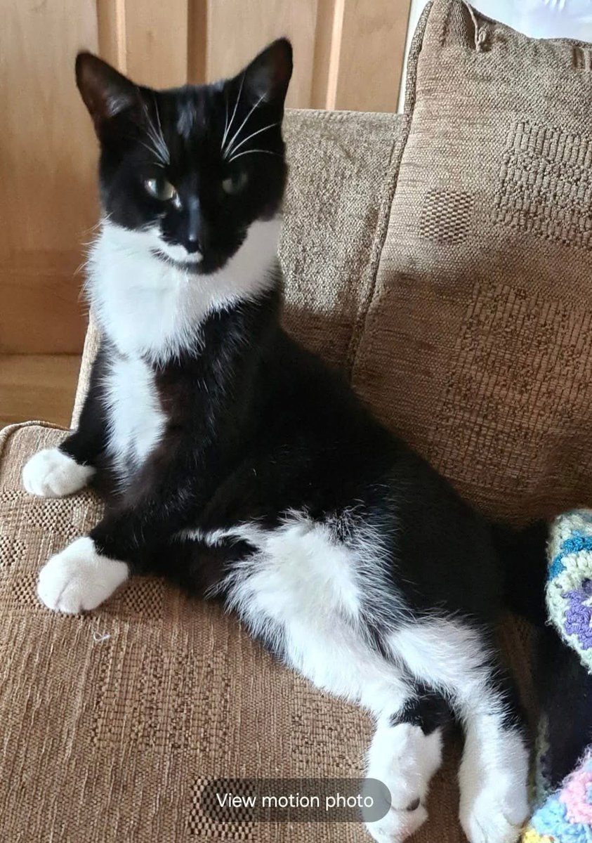 rachymather's tweet photo. @RoyalMailHelp have any of your drivers accidentally had a cat jump in their van this week? My mums cat Bruce has gone missing last seen Monday 16th December from DN21 Lincolnshire https://t.co/Cuhy8oYEuY