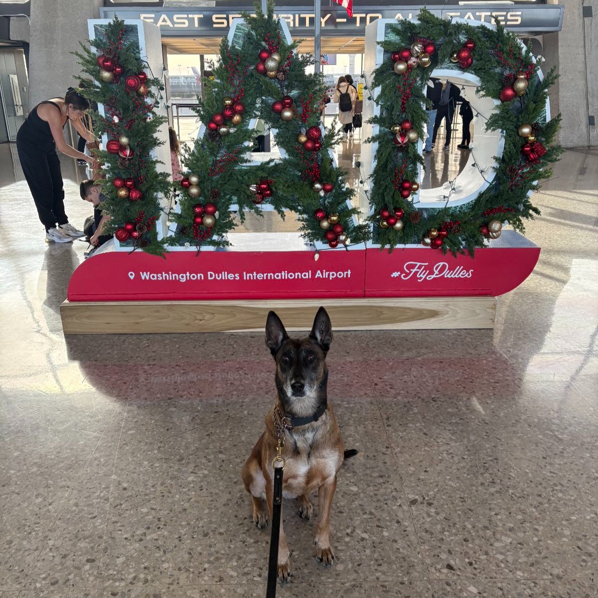 mwaapd's tweet photo. Meet K9 Bo, shining bright as one of MWAA PD's 12 fearless explosives detection canines. She is alert and always ensures the safety of travelers at IAD and DCA.
#MWAAPD #IntegrityProfessionalismTeamwork #K9Unit #ExplosivesDetection #WorkingDog #BelgianMalinois https://t.co/1tJLwcqEgW