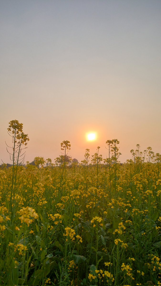 the_amn_ydv's tweet photo. जो सुकून गांव की मिट्टी, खुली हवा, और सादगी भरी जिंदगी में मिलती है वो और कही नही मिल सकती!!
#Gaon #Village #morningvibes #MorningMotivation https://t.co/3bOxozDR5f