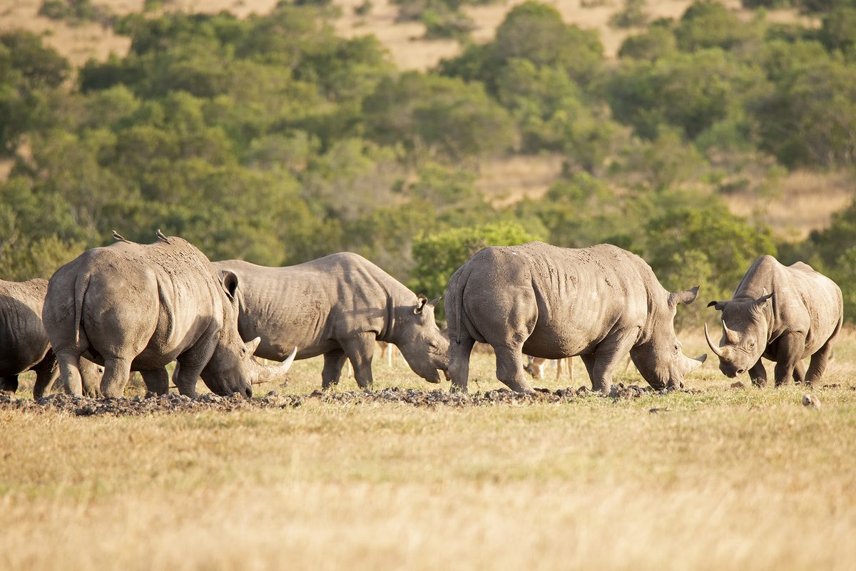 Thank you for all your support in 2024 🙏 
None of our work is possible without your support, so thank you for making a tangible difference for #rhinoconservation this year, and here's to making even more of an impact in 2025 🦏
helpingrhinos.org/2024-impact/