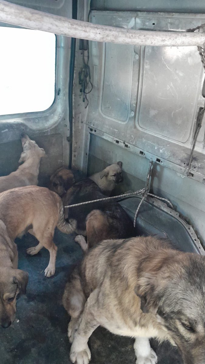 DokuzOlmaz's tweet photo. Eski kanun da, yeni kanun da köpeklerin nasıl taşınması gerektiğini net anlatmış. Anlattığı şey bu değil. @tarsusbeltr https://t.co/hm2bSrVSEl