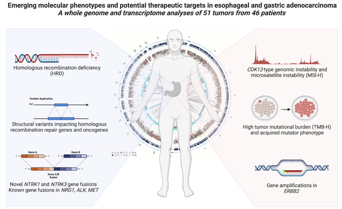 Weill Cornell Medicine Pathology (@wcmcpathology) on Twitter photo New paper: "Emerging molecular phenotypes & potential therapeutic targets in esophageal and gastric #adenocarcinoma unearthed by whole genome and transcriptome analyses," by <a href="/WCMCPathology/">Weill Cornell Medicine Pathology</a> Drs. Annika Windon, <a href="/MajdAssaad/">Majd Al Assaad, MD</a> & Juan Miguel Mosquera et al #WGS
sciencedirect.com/science/articl… New paper: "Emerging molecular phenotypes & potential therapeutic targets in esophageal and gastric #adenocarcinoma unearthed by whole genome and transcriptome analyses," by <a href="/WCMCPathology/">Weill Cornell Medicine Pathology</a> Drs. Annika Windon, <a href="/MajdAssaad/">Majd Al Assaad, MD</a> & Juan Miguel Mosquera et al #WGS
sciencedirect.com/science/articl…