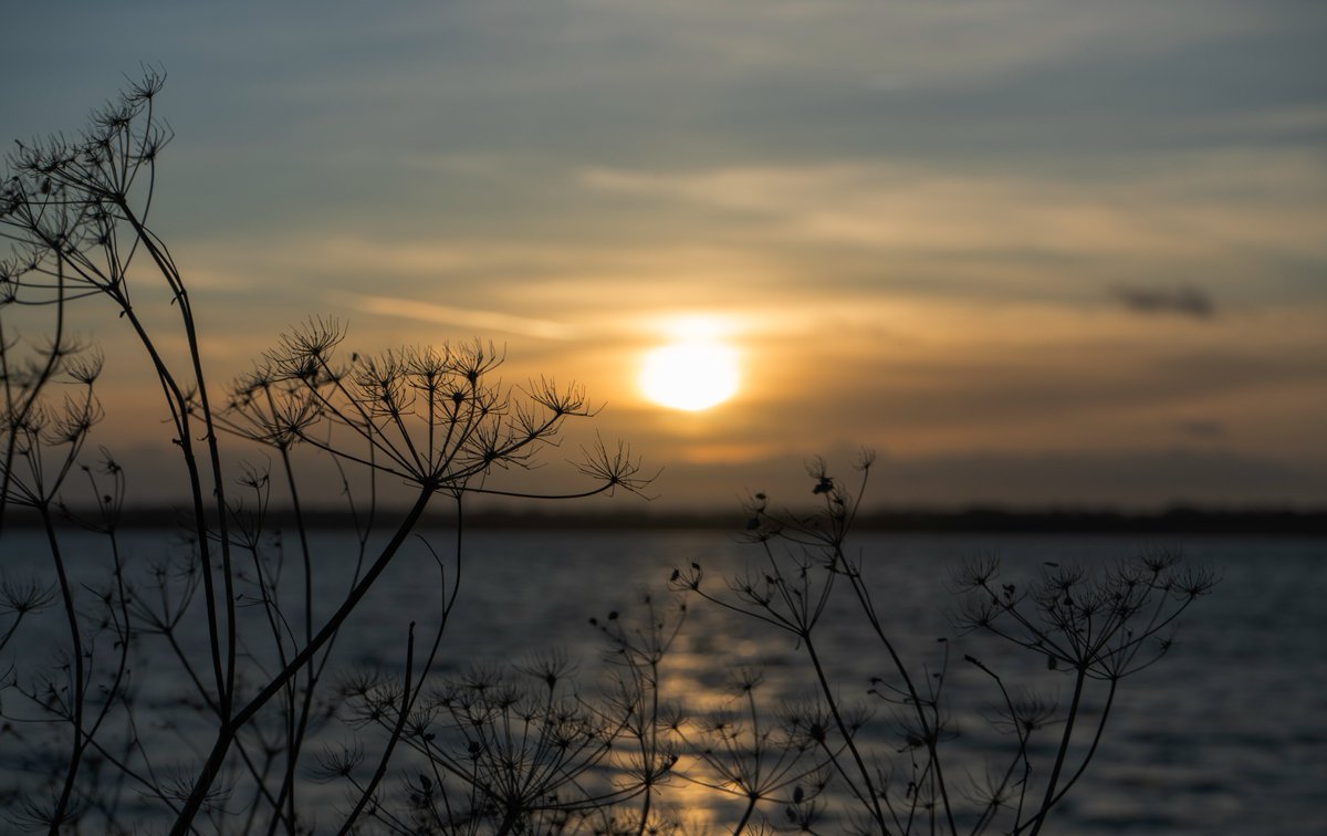 DorteHedengran's tweet photo. This windy but beautiful afternoon by the fjord. The day before the winter solstice. Looking forward to some daylight 🌤️

#Denmark #SonyAlpha #NaturePhotography #December20th #FridayVibes #FridayMood #Friday #Sunset 

📸Dorte Hedengran https://t.co/OQp2cJZikW