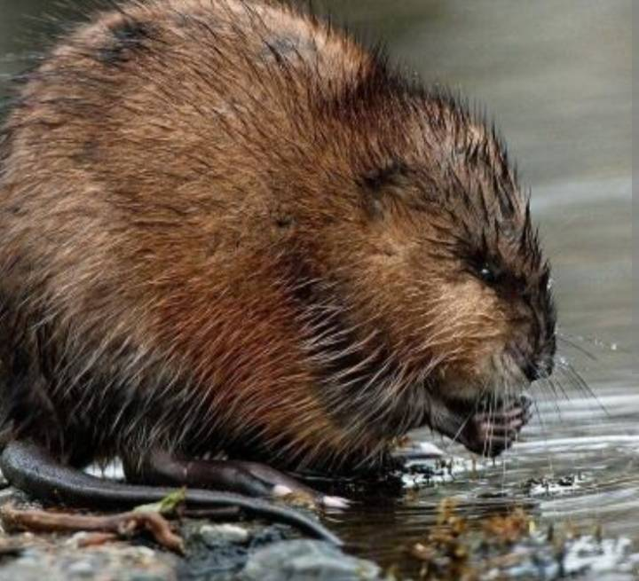 DMLeonardis's tweet photo. The official photo of newly elected POTUS Elon Musk-Rat has been released. https://t.co/qFBz6Mmxxf