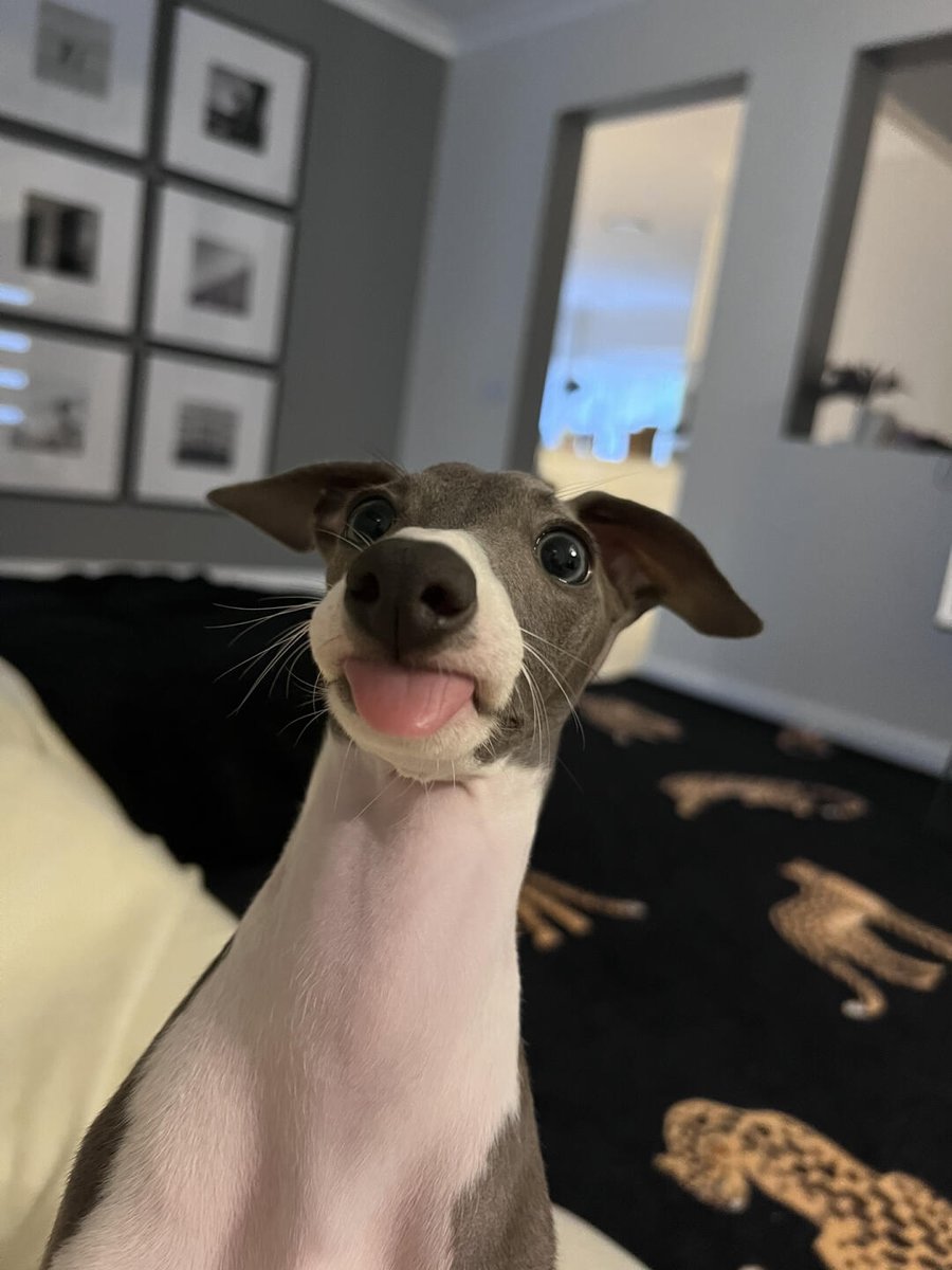 Li_Aman22's tweet photo. Can anyone guess what pet this is? Haha, let's make it a challenge! What breed is this cute little one? Come share your guesses! 🐾🐾 #PetChallenge #GuessThePet #PetLovers #CuteAnimals #FurryFriends #Dogs
#DogsofInstagram
#DogLovers
#Puppy #DogLife
#Doggy #RescueDog
#FurryFriends https://t.co/Usc9BcB9IB