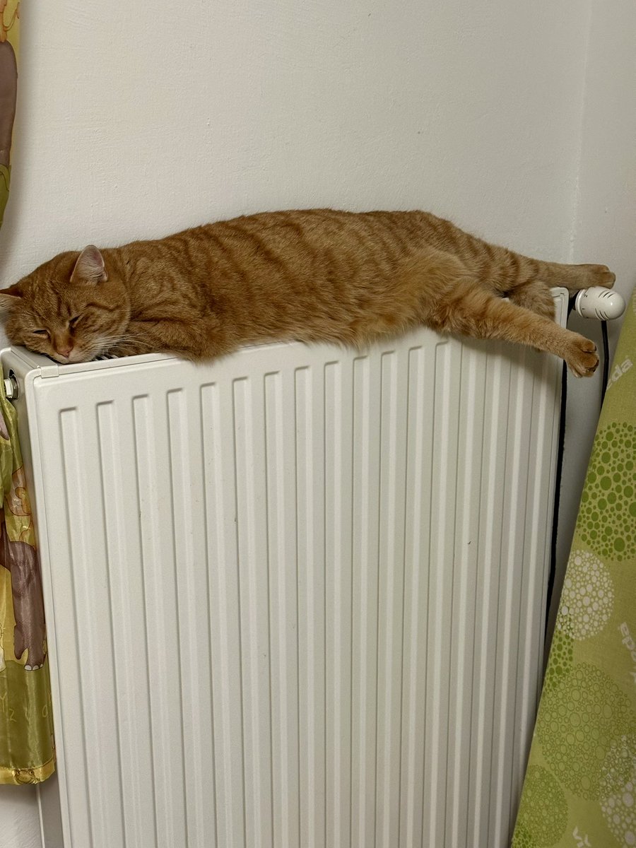 moarli's tweet photo. Katze, halb gegart, abzugeben. https://t.co/1vig9Ifl0u