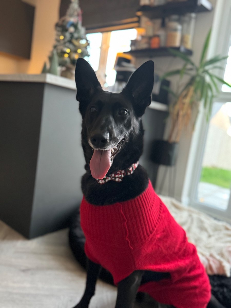 RPDJet's tweet photo. Getting excited for Santy Paws🎅🏼🐺🎄🤍 https://t.co/BTkH7CmjKk