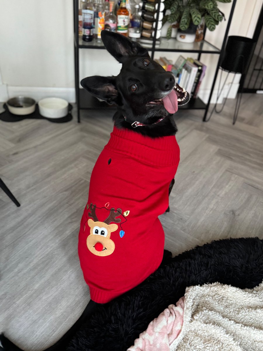RPDJet's tweet photo. Getting excited for Santy Paws🎅🏼🐺🎄🤍 https://t.co/BTkH7CmjKk