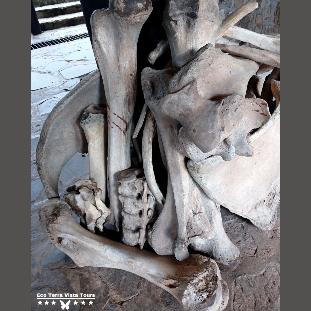 AgroTourismPark's tweet photo. @NyungwePark is conceptualise for conservation and fostering the history and heritage ....these bones tells a story of nature’s raw wilderness. A silent reminder of the circle of life in the wild. 🐾

📸: @Jones_On_Bike
#Tourism #EcoExploration #Naturecycle #heritage #history https://t.co/N7dDOffzIS