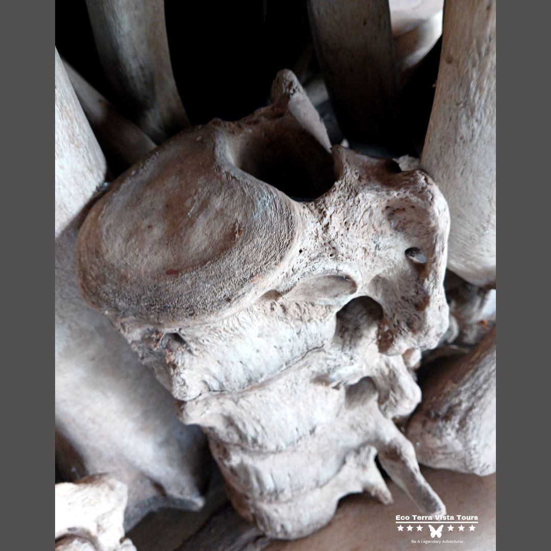 AgroTourismPark's tweet photo. @NyungwePark is conceptualise for conservation and fostering the history and heritage ....these bones tells a story of nature’s raw wilderness. A silent reminder of the circle of life in the wild. 🐾

📸: @Jones_On_Bike
#Tourism #EcoExploration #Naturecycle #heritage #history https://t.co/N7dDOffzIS
