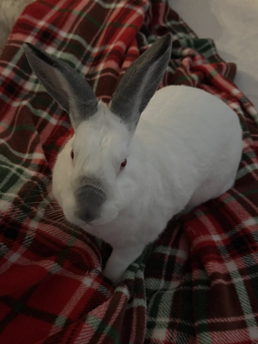 Told him to stay on the blanket while I took this pic and he did 😭😭