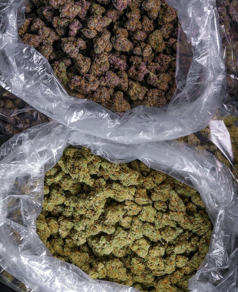_StonersRUs_'s tweet photo. Green or purple? 💚💜 https://t.co/4hLFMTC5wS