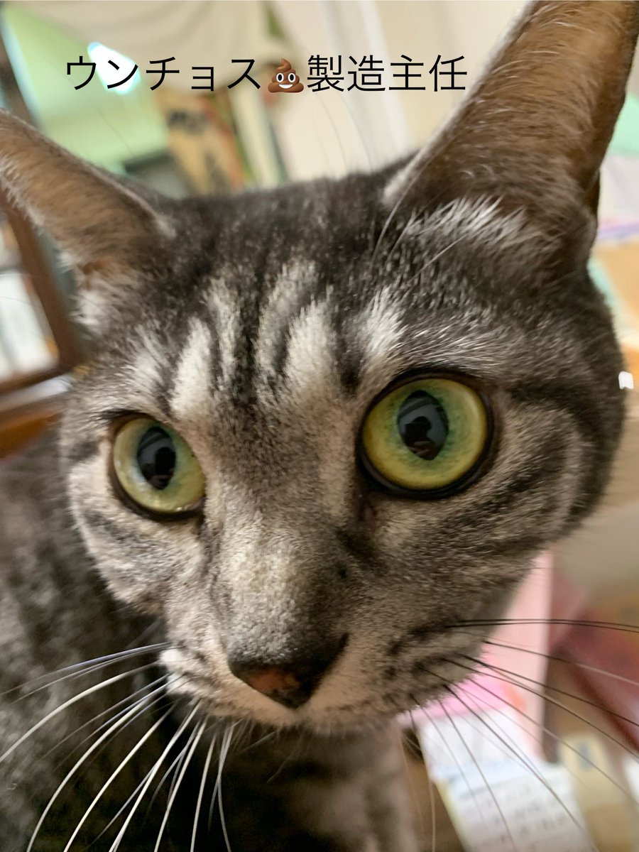 猫様方のウンチョス回収後の防臭にずっと勤しむ下僕です。
という訳でとりま使ってみたいのでモニターに応募してみました。
めでたくご当選！ (° ꈊ °)🎉
早速明日から使ってみます( ˊᵕˋ )♪
ありがとうございました❤︎

#ペットライブラリー
<a href="/petlibrary_jp/">ペットライブラリー株式会社</a>