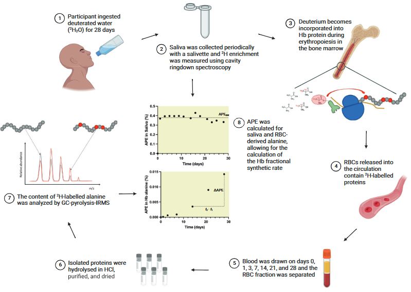 Hilkka Kontro (@hilkkakontro) on Twitter photo Just out! We describe a method to measure hemoglobin synthesis using heavy water. It takes longer than muscle etc. due to the delay between synthesis (in bone marrow) and sampling (blood), but it's short and simple compared with RBC labelling. w/ <a href="/MartinMacInnis/">Martin MacInnis</a> & Chris McGlory Just out! We describe a method to measure hemoglobin synthesis using heavy water. It takes longer than muscle etc. due to the delay between synthesis (in bone marrow) and sampling (blood), but it's short and simple compared with RBC labelling. w/ <a href="/MartinMacInnis/">Martin MacInnis</a> & Chris McGlory