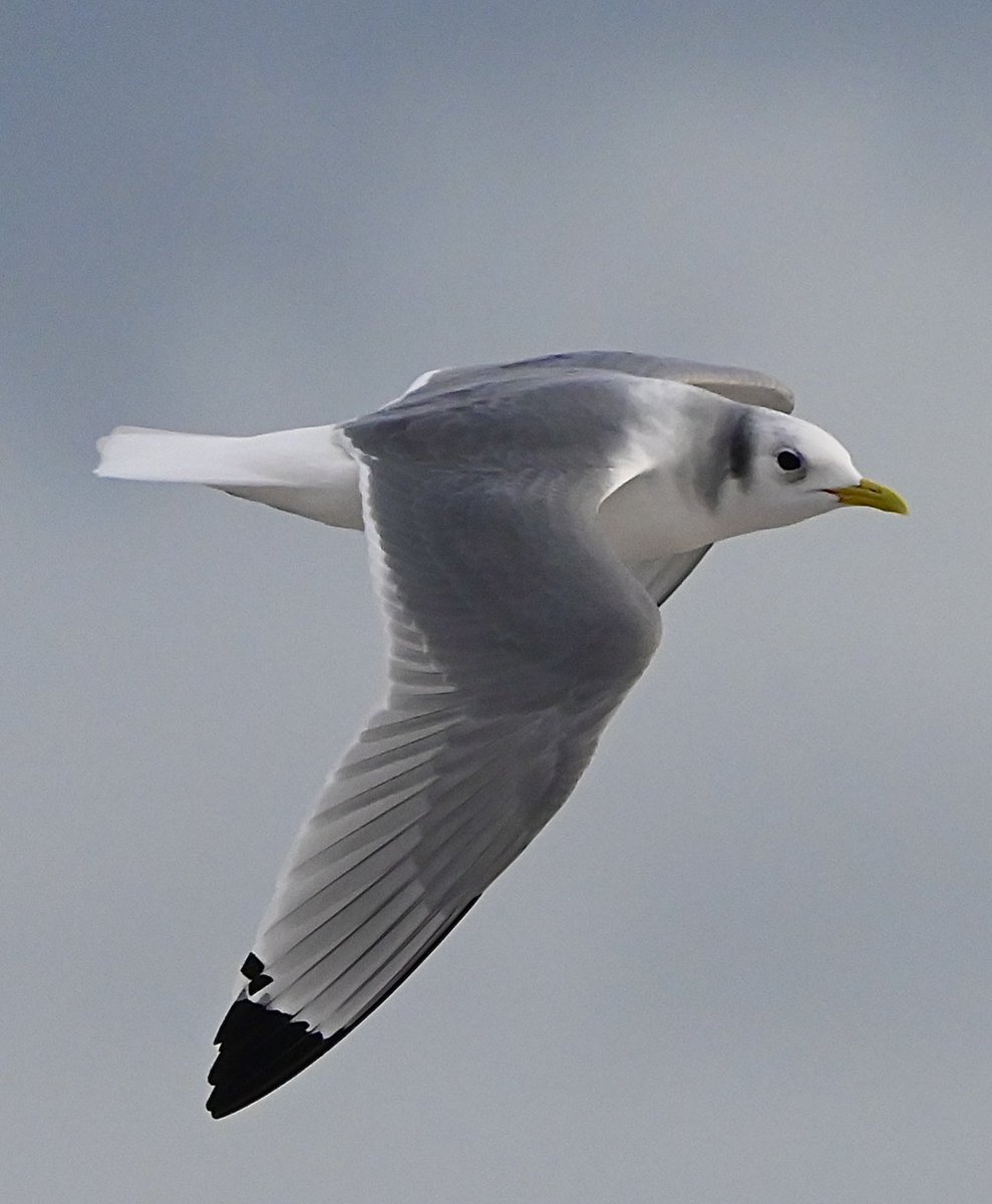 At the Fishing Boats at Dungeness this afternoon, one of a number of Kittiwakes which passed along the beach.