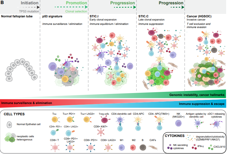 Elizabeth McKenna (@elizsmckenna) on Twitter photo Now in <a href="/CD_AACR/">Cancer Discovery</a>: Multimodal Spatial Profiling Reveals Immune Suppression & Microenvironment Remodeling in Fallopian Tube Precursors to High-Grade Serous Ovarian Carcinoma - by <a href="/TanjinaKader/">Tanjina Kader 🎗️</a>, <a href="/JiaRenLin/">Jia-Ren Lin</a>, Clemens Hug, <a href="/ronny_drapkin/">Ronny Drapkin 🎗</a>, <a href="/SantagataMDPhD/">Sandro Santagata</a>, et al. doi.org/10.1158/2159-8… Now in <a href="/CD_AACR/">Cancer Discovery</a>: Multimodal Spatial Profiling Reveals Immune Suppression & Microenvironment Remodeling in Fallopian Tube Precursors to High-Grade Serous Ovarian Carcinoma - by <a href="/TanjinaKader/">Tanjina Kader 🎗️</a>, <a href="/JiaRenLin/">Jia-Ren Lin</a>, Clemens Hug, <a href="/ronny_drapkin/">Ronny Drapkin 🎗</a>, <a href="/SantagataMDPhD/">Sandro Santagata</a>, et al. doi.org/10.1158/2159-8…
