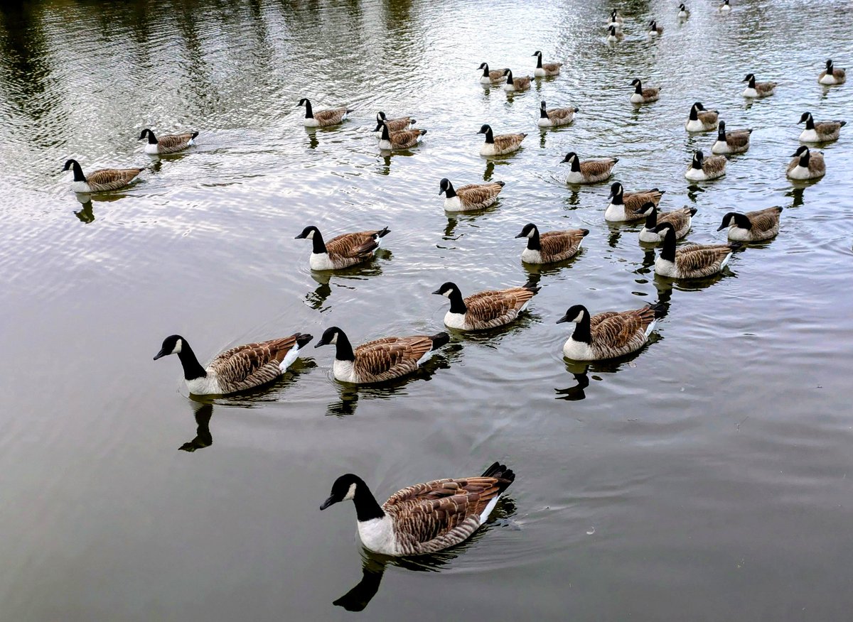 Evening <a href="/runningpunks/">Running Punks</a> From earlier, R.P. Heron esq and some formation goosies 🙂