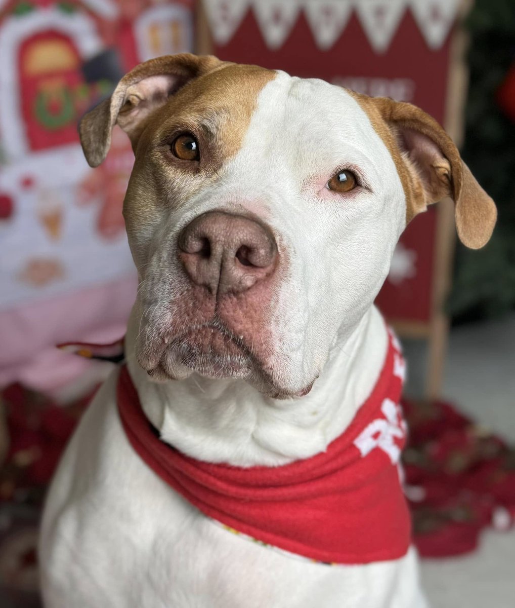 Please retweet to help Milo find a home #YORKSHIRE #UK 
Available for adoption, registered British Charity✅ 
Please share he's had no applications. 
Details or apply for Milo below👇
helpingyorkshirepoundies.co.uk/large/milo/
MILO is wondering if he’s been forgotten,
He never gets any adoption