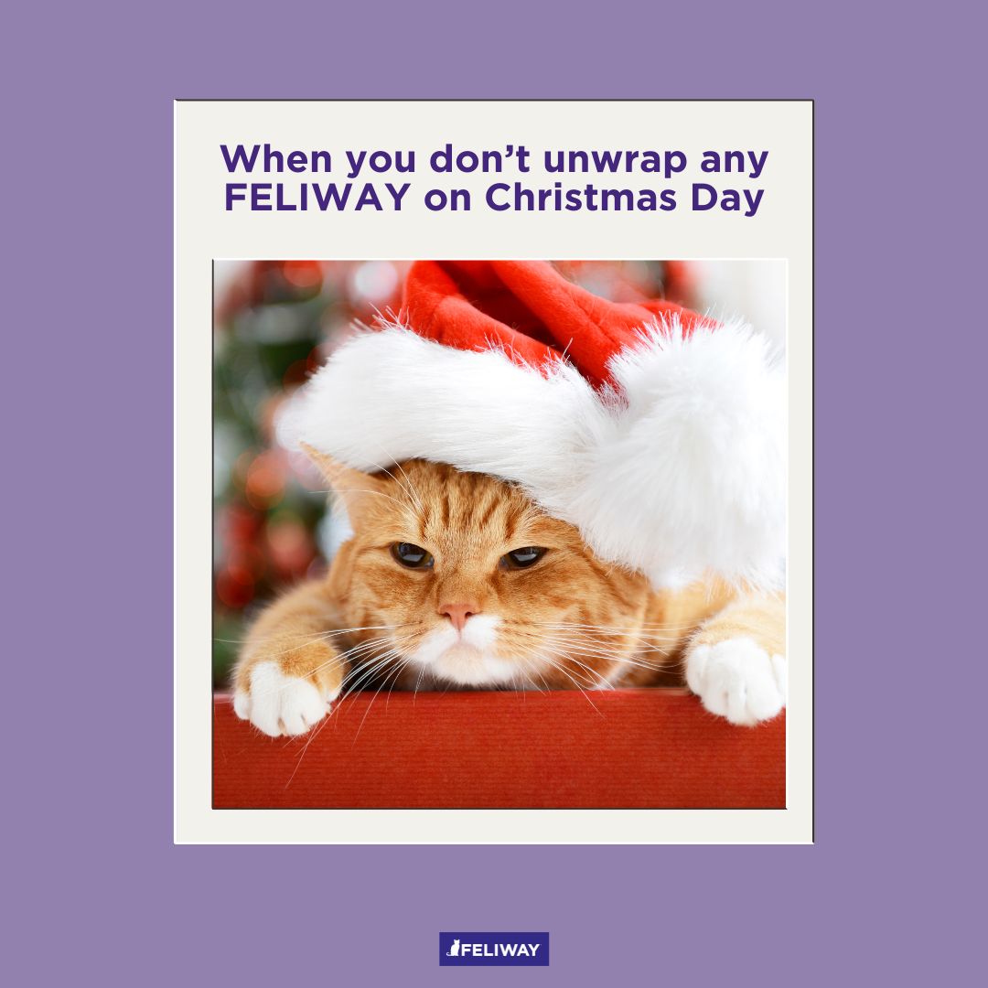 FeliwayUS's tweet photo. Don't do this to your cat 😂 Christmas is rapidly approaching! https://t.co/2MgNG1z8BP