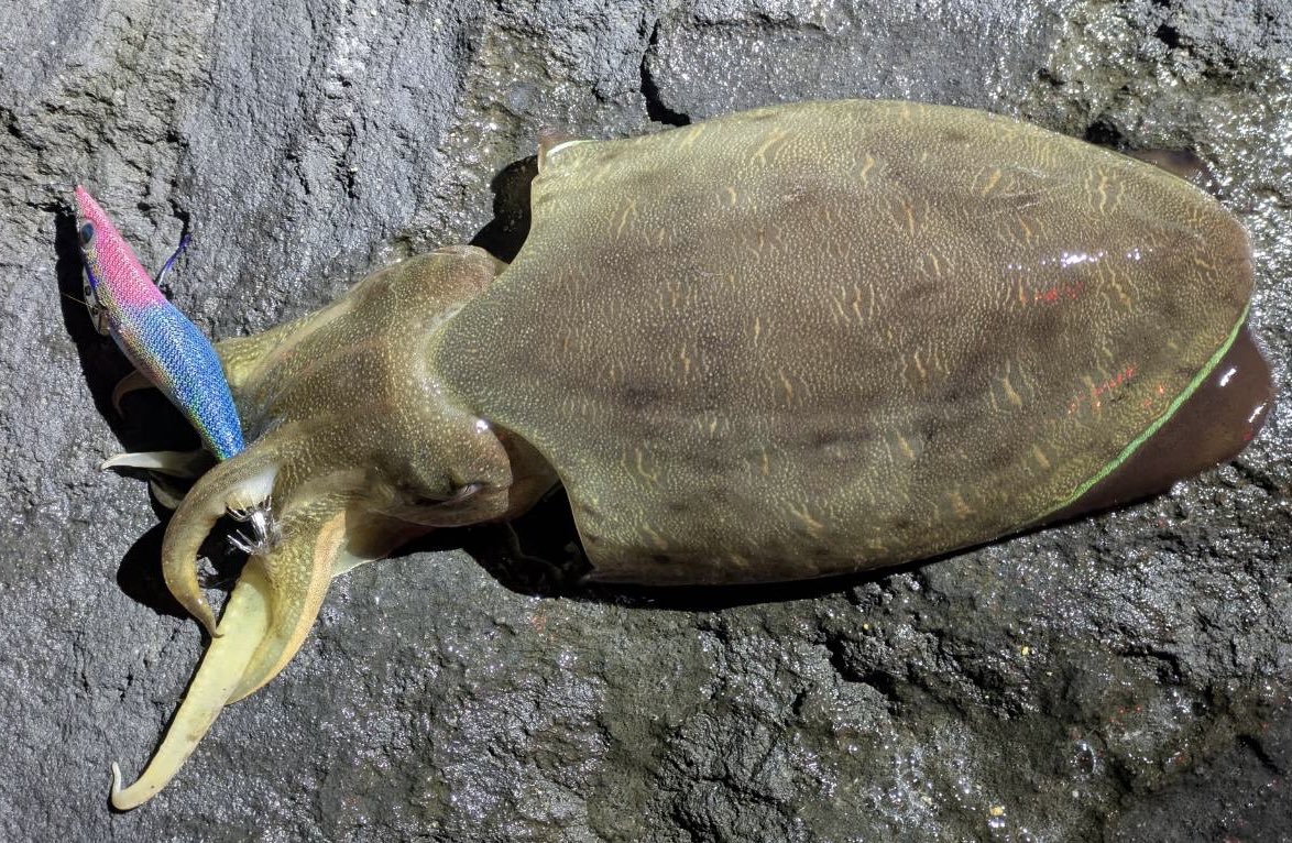 パープルシャドウで初めて🦑釣れたのと、久しぶりのキロ⤴️はイカ独特な引きが楽しめて最高だった🎣😁

#エギング
#釣り
#アオリイカ
#モンゴイ
#エギ王
#YAMASHITA 
#シャロー
#スケスケキャンディ
#軍艦グリーン
#パープルシャドウ 
#スクイッドマニア
#鬼切
#ヴァンキッシュ